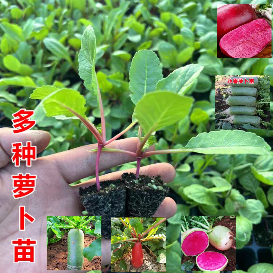 萝卜秧苗青萝卜水果萝卜苗红心萝卜秧苗生菜苗胡萝卜苗耐寒蔬菜苗