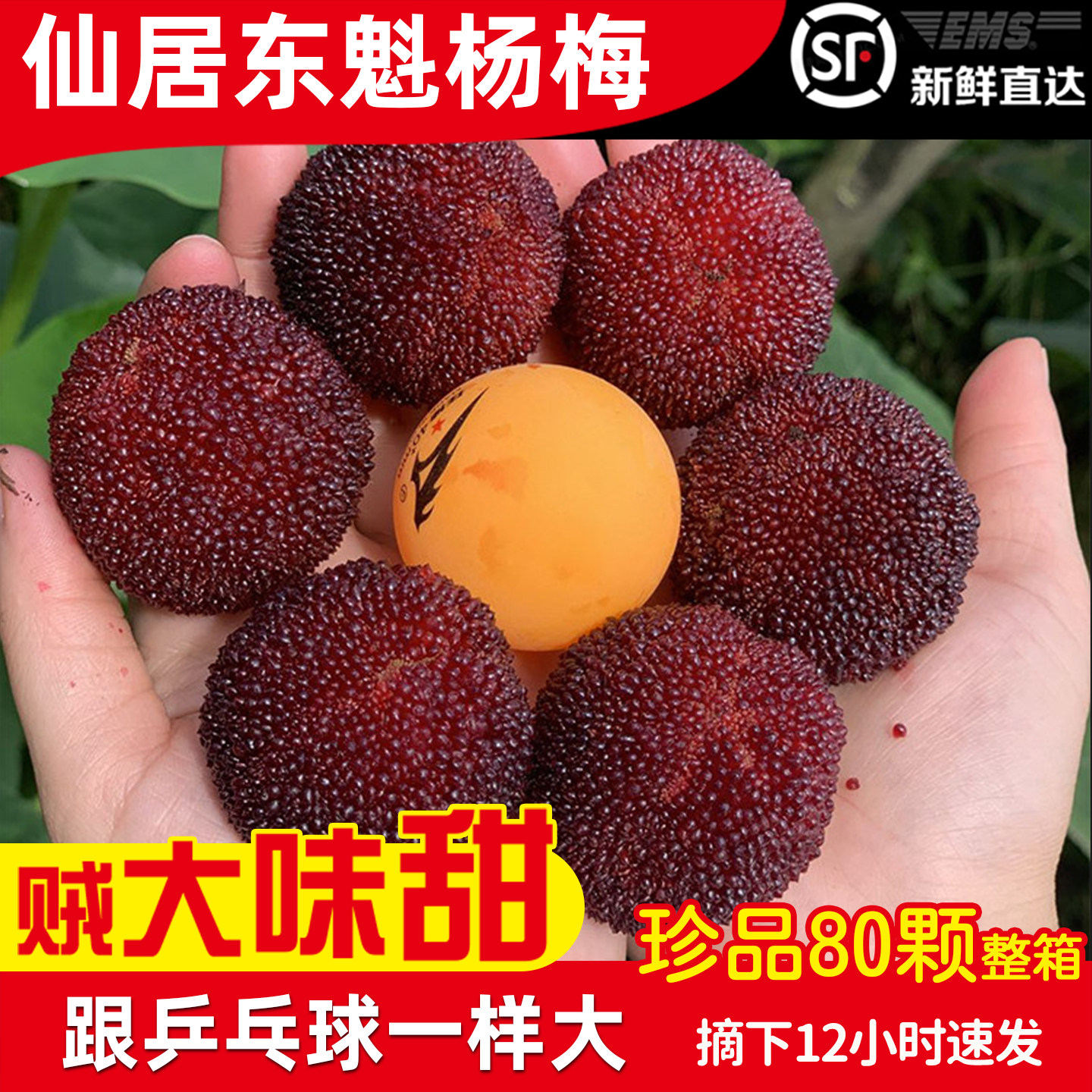 跟乒乓球一样大的仙居东魁杨梅