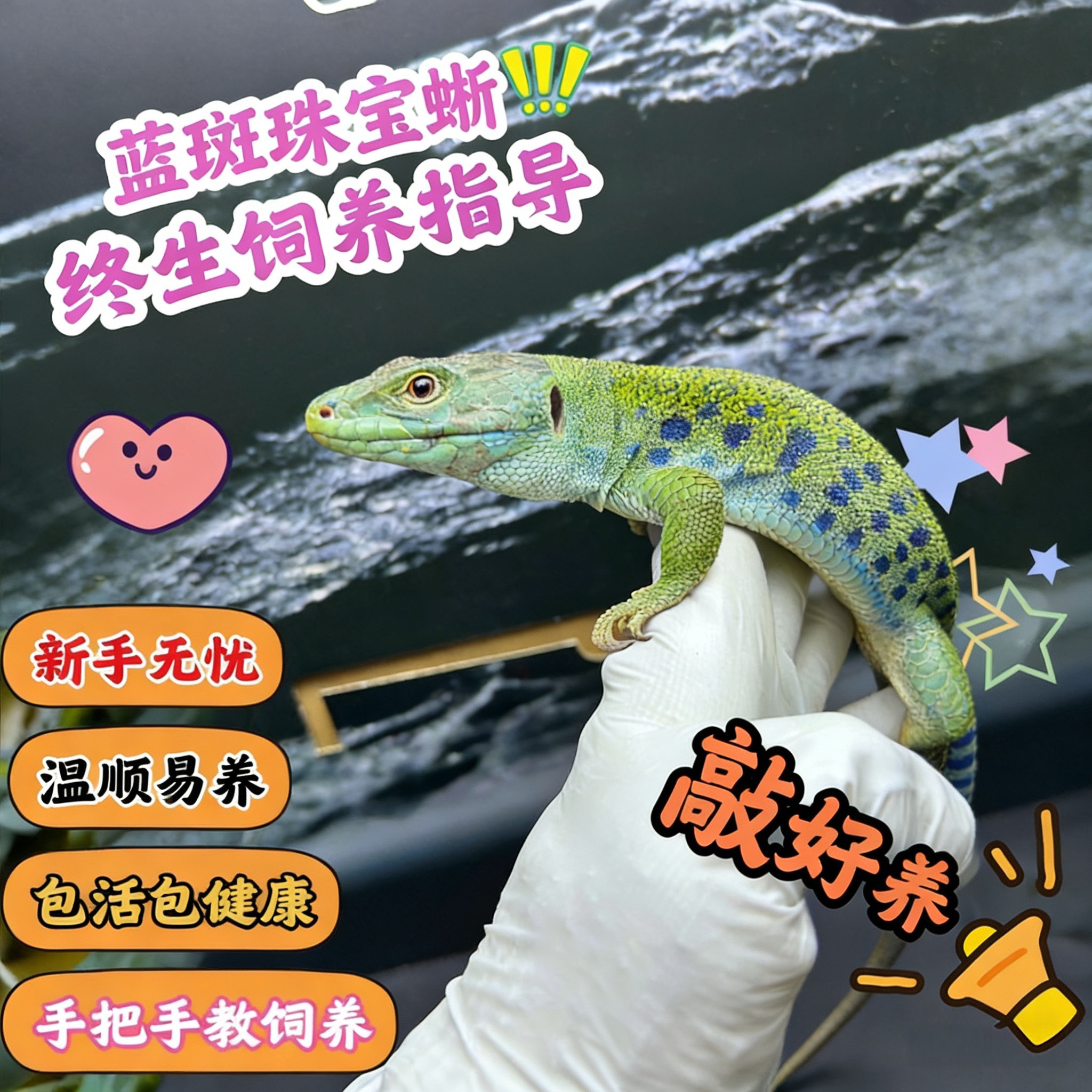 蓝斑珠宝蜥活体爬宠守宫蜥蜴新手特色爬宠/鸣虫