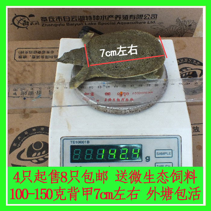 100-150克白云湖外塘生态中华甲鱼苗水鱼鳖龟苗活体养殖满8只免邮