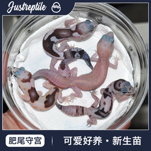 肥尾守宫豹纹爬宠异宠温顺可爱幼爬虫易好养另类网红宠物包邮