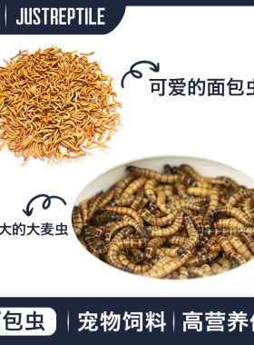 面包虫活体黄粉虫大麦虫种虫守宫睫角龙鱼乌龟仓鼠蜥蜴石蛙鸟饲料