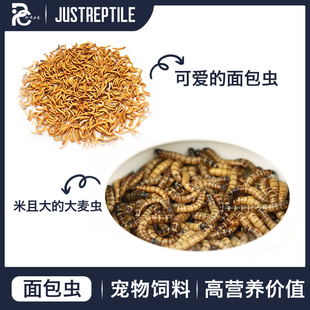 面包虫活体黄粉虫大麦虫种虫守宫睫角龙鱼乌龟仓鼠蜥蜴石蛙鸟饲料