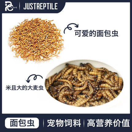 面包虫活体黄粉虫大麦虫种虫守宫睫角龙鱼乌龟仓鼠蜥蜴石蛙鸟饲料