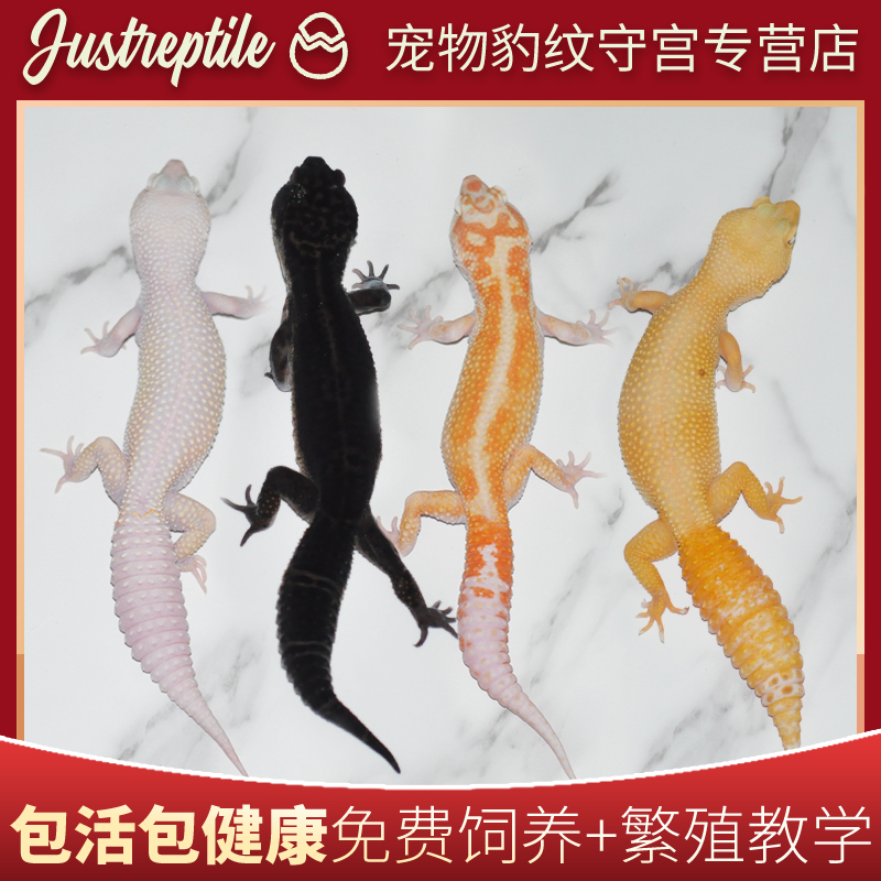 豹纹守宫幼崽肥尾爬宠异宠温顺可爱爬虫易好养另类网红宠物包邮