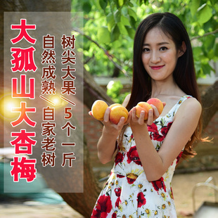 大孤山杏梅丹东东港特产500g第二批大果多汁拍三份包邮孤山大杏梅