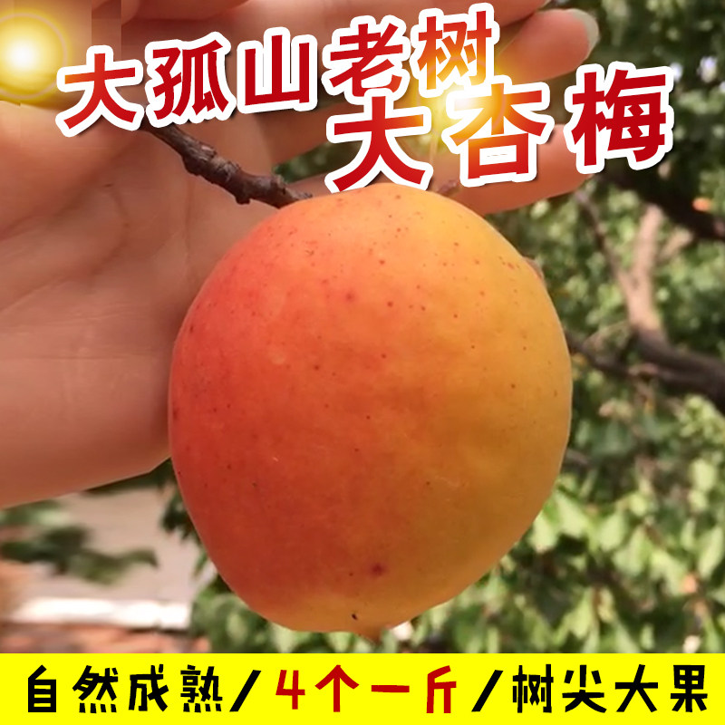 丹东大孤山头茬甜杏梅500g包邮