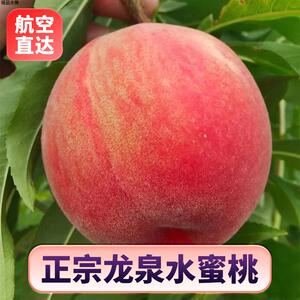 四川龙泉驿水蜜桃新鲜大果现摘现发龙泉桃子纯甜多汁空运