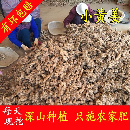 理疗店专用正宗云南高山正宗小黄姜 2-3年老姜 10斤批发 土姜碎姜 - 封面