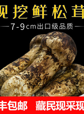 松茸新鲜野生高海拔采摘甘孜康定理塘稻城亚丁雅江小金非云南