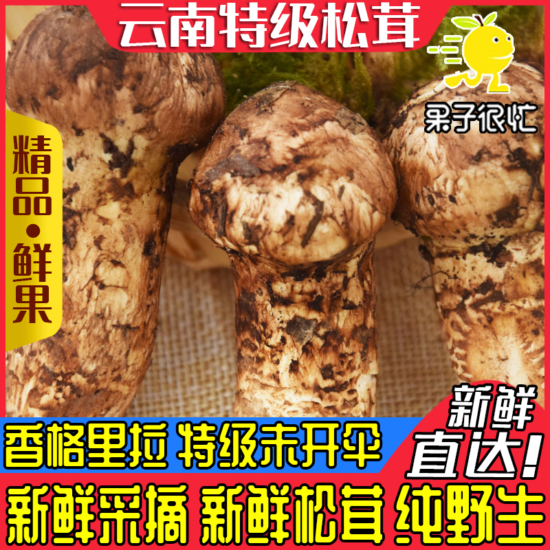 松茸新鲜现货鲜松茸云南香格里拉特级3-5-7-9-12cm云南野生食用菌