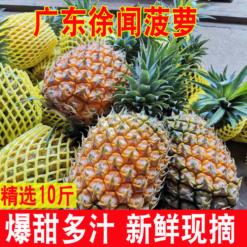 广东湛江徐闻香水菠萝水果10斤装当季菠萝新鲜凤梨香脆小菠萝整箱 水产肉类/新鲜蔬果/熟食 菠萝 原图主图