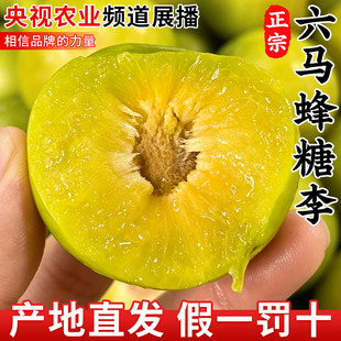 正宗贵州六马蜂糖李水果新鲜礼盒脱骨李子当季整箱顺丰官方旗舰店