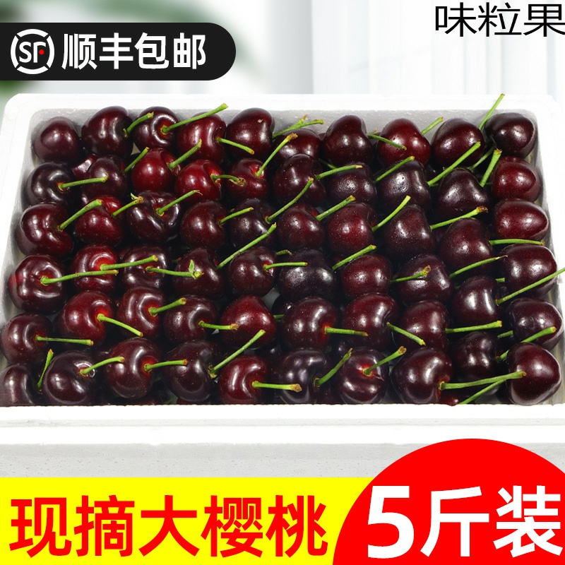 美早15-8℃中国大连樱桃斤产车