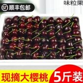 大连美早大樱桃5斤国产车厘子新鲜应当季 孕妇水果整箱3j顺丰