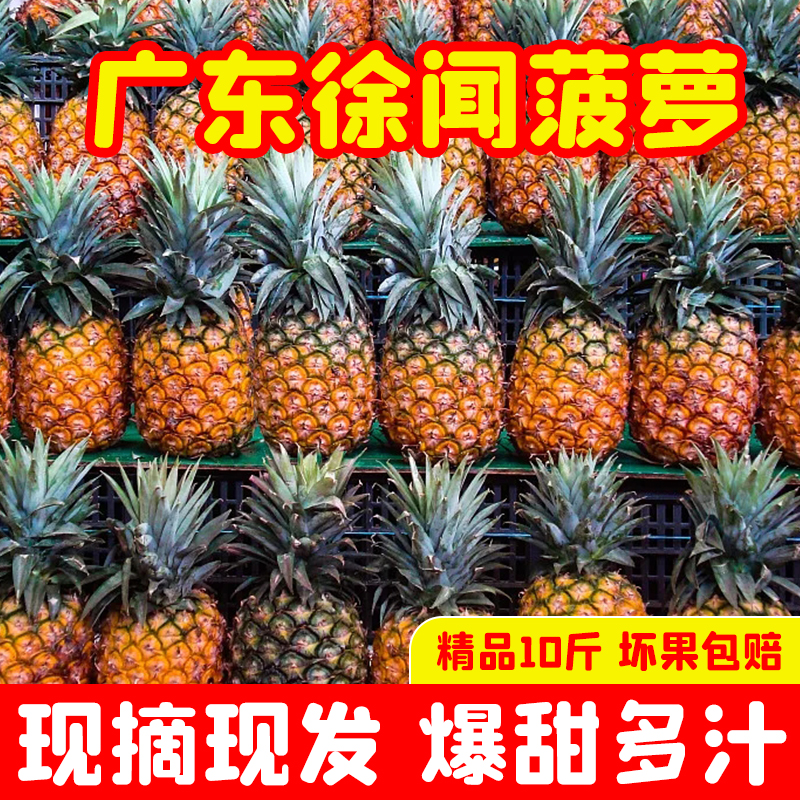 广东湛江徐闻菠萝的海新鲜大凤梨香水小菠萝水果徐闻县愚公楼