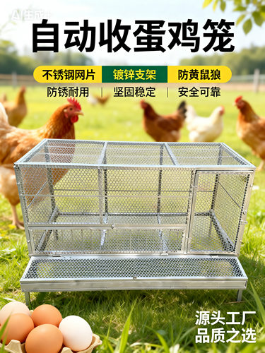 蛋鸡笼可自动收纳鸡蛋防黄鼠狼