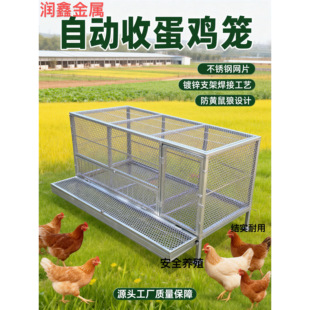 鸡笼可自动收纳鸡蛋防黄鼠狼自动滚落鸡蛋不锈钢网片镀锌支架