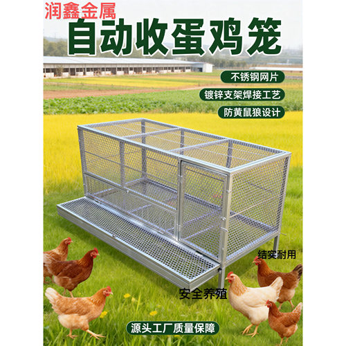 蛋鸡笼可自动收纳鸡蛋防黄鼠狼