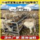 新款 定位栏双面羊槽子一羊一位防止羊抢食养殖专用羊料槽厂家直销