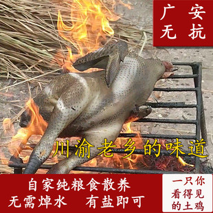 四川广安土鸡农家散养走地鸡重庆跑山鸡大红公鸡新鲜现杀老母鸡