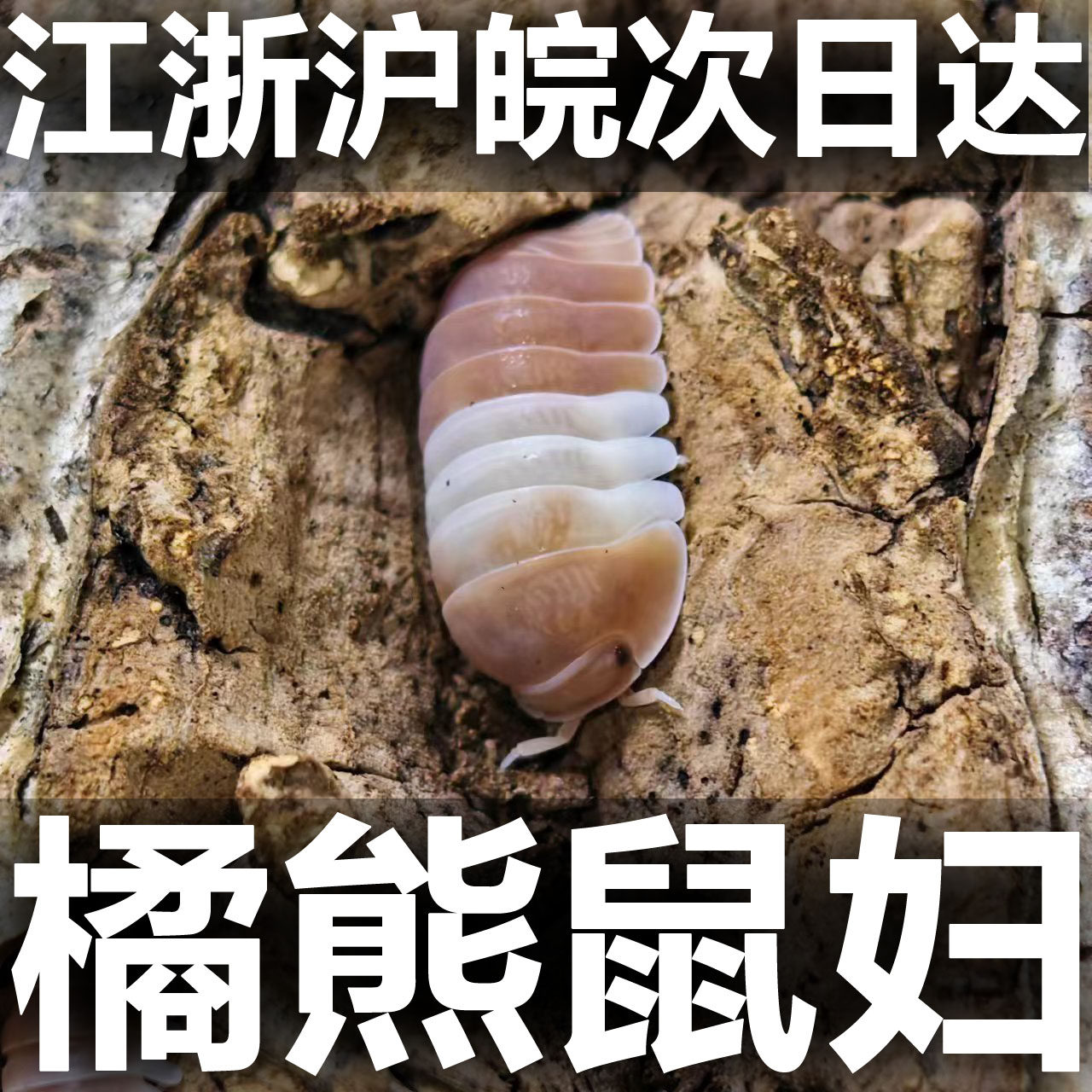 橘熊鼠妇西瓜虫饲养简单虫子潮虫昆虫生态熊猫王,宠物/宠物食品及用品,特色爬宠/鸣虫,淘宝优惠券,粉丝福利购,淘宝优惠卷