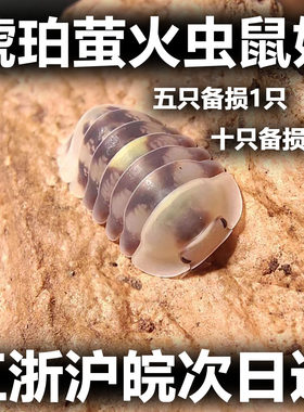 白琥珀萤火鼠妇宠物西瓜虫潮虫