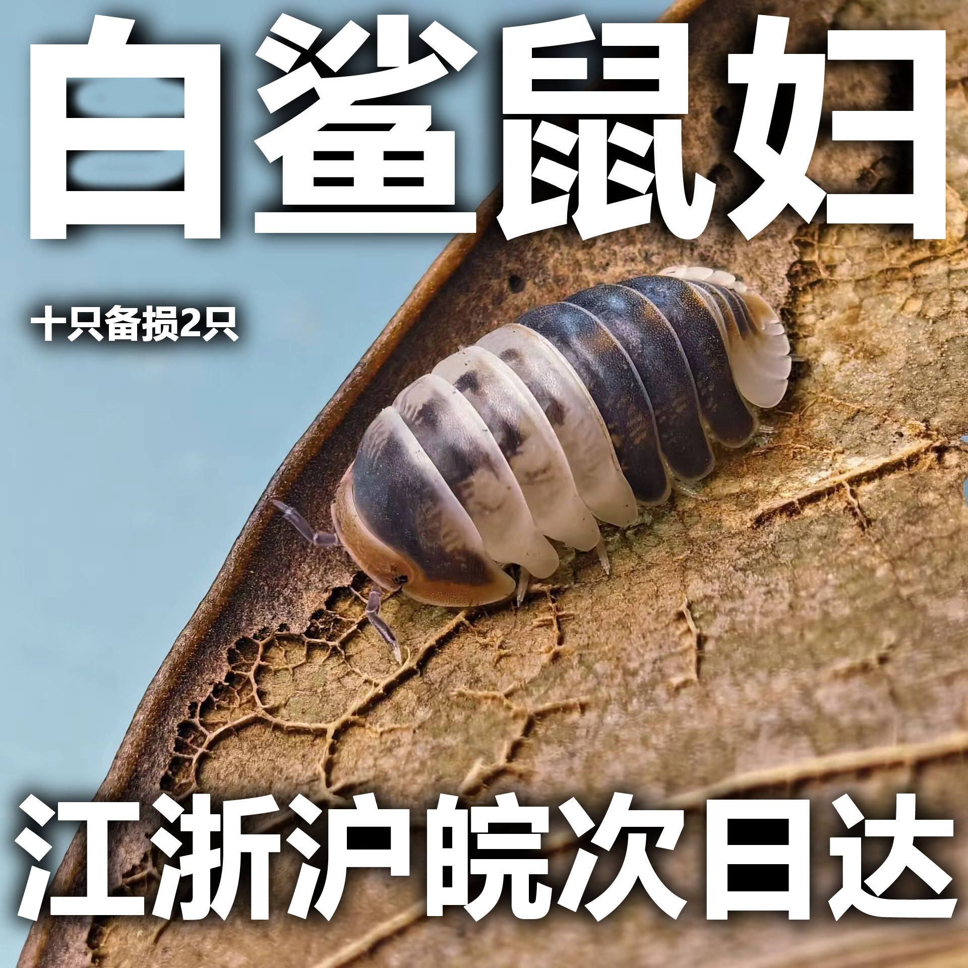 白鲨鼠妇宠物西瓜虫卷壳虫小型昆虫爬虫爬宠简单方便