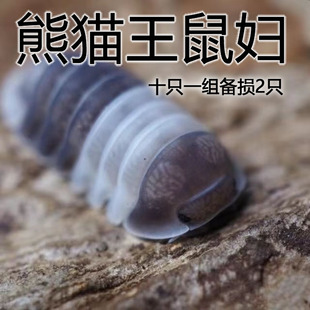 鼠妇熊猫王虫子西瓜虫宠物十只一组备损2只大苗到亚成
