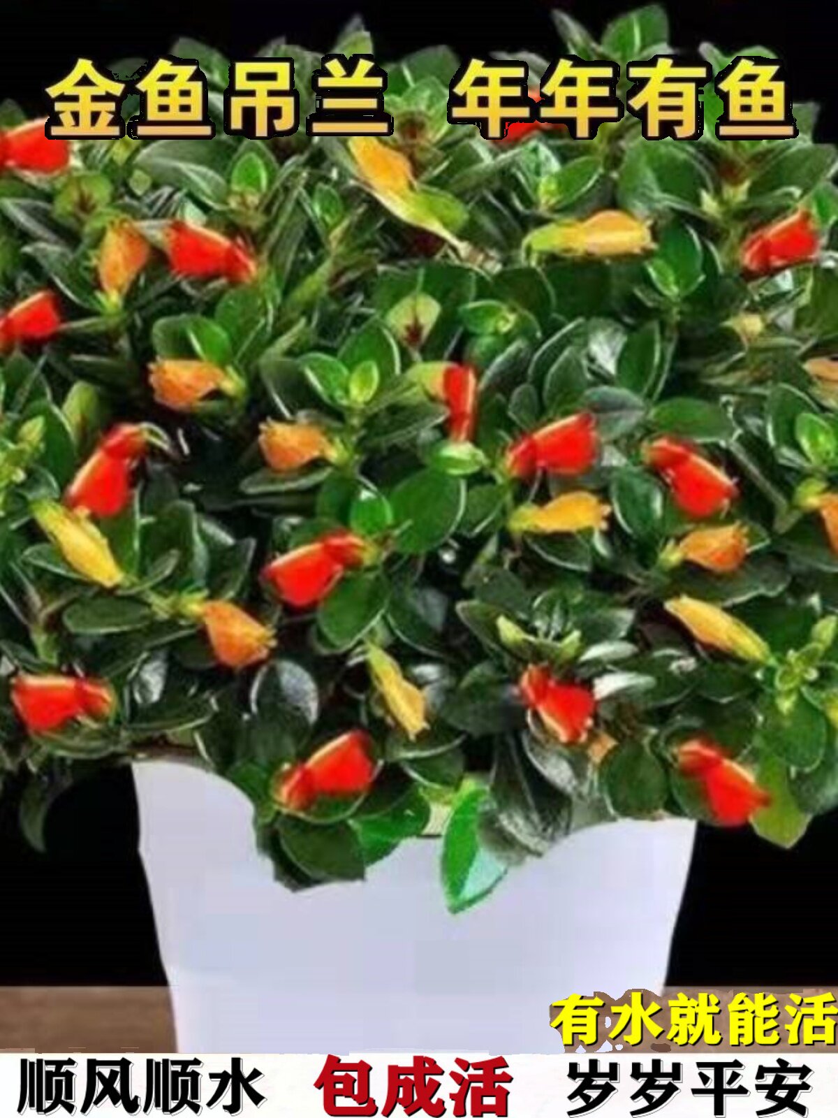 金鱼吊兰盆栽带花苞室内客厅金鱼花卉懒人植物四季开好养家养绿植