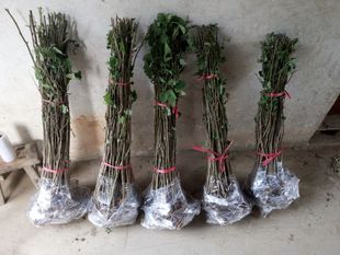 饲养猪羊牛杂交构树苗 规格齐全 构树野葡萄树绿化苗木构树苗