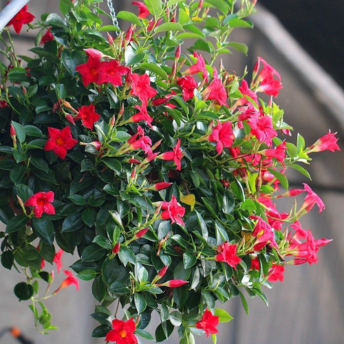 万里飘香藤盆栽四季开花好养红色双喜藤爬墙花卉植物庭院阳台花卉