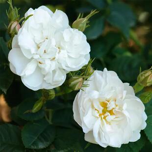 ALBA有机奥图白玫瑰精油 保加利亚 原料 2025  8月预团 许诺言