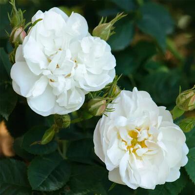 ALBA有机奥图白玫瑰精油 保加利亚 原料 2025  8月预团 许诺言