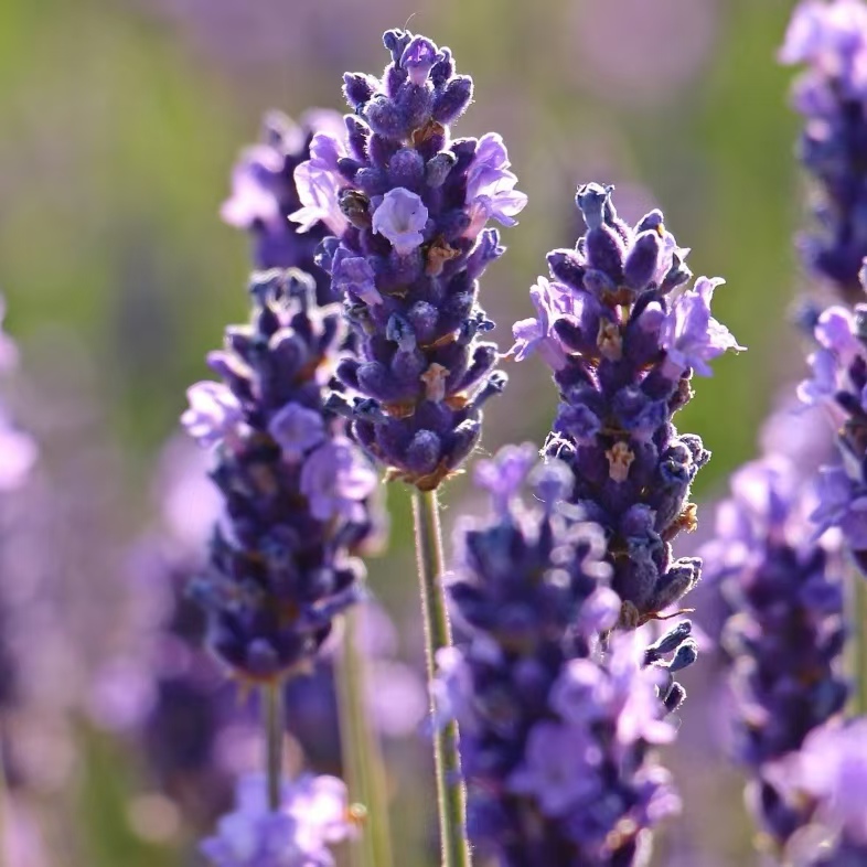 法国 有机AOP 真实薰衣草  11月预团 原料测试链接 许诺言