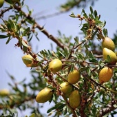 3月预团 有机摩洛哥坚果油阿甘油 测试链接 摩洛哥 许诺言 美人油