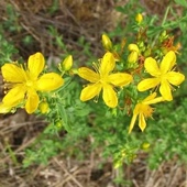 2月预团 原料测试链接 许诺言 橄榄油基础 有机圣约翰草浸泡油