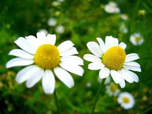 有机英国 罗马洋甘菊  5月预团 单方精油原料  许诺言 高品质
