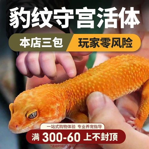 Леопардовый дворец -новичок «Получает, когда получается, когда получается, когда получается, когда получается, получая получение на маленьких ящерицах