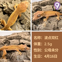 № 9 Wave Dot Double Red 2,5 г