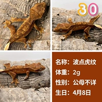 № 30 Wave Dot Tiger Pattern 2G