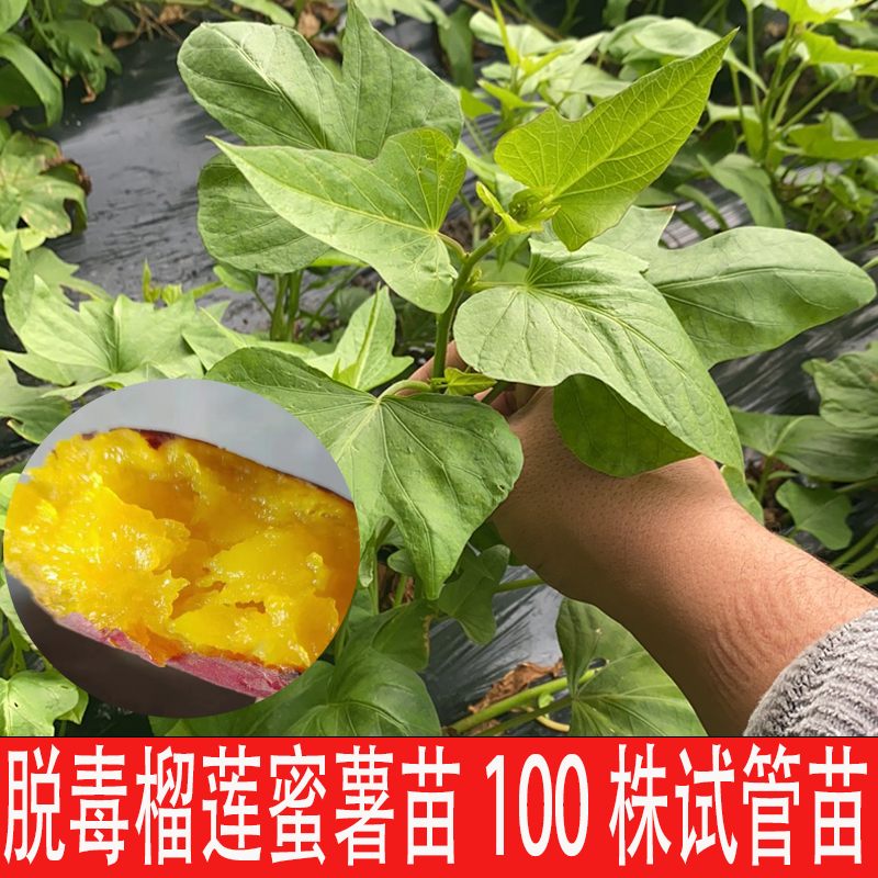 榴莲蜜薯脱毒红薯苗美秀町甜丝滑