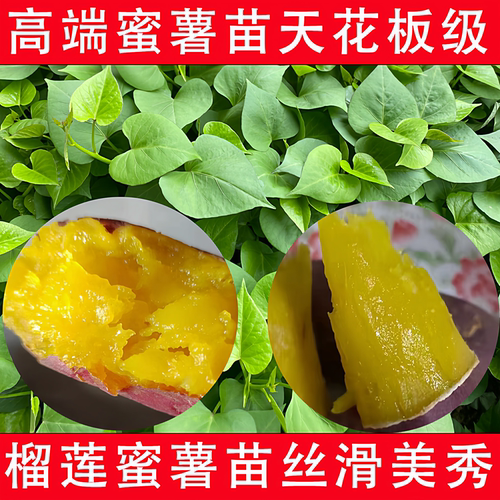 榴莲蜜薯苗玛莎莉红瑶哈密红薯苗