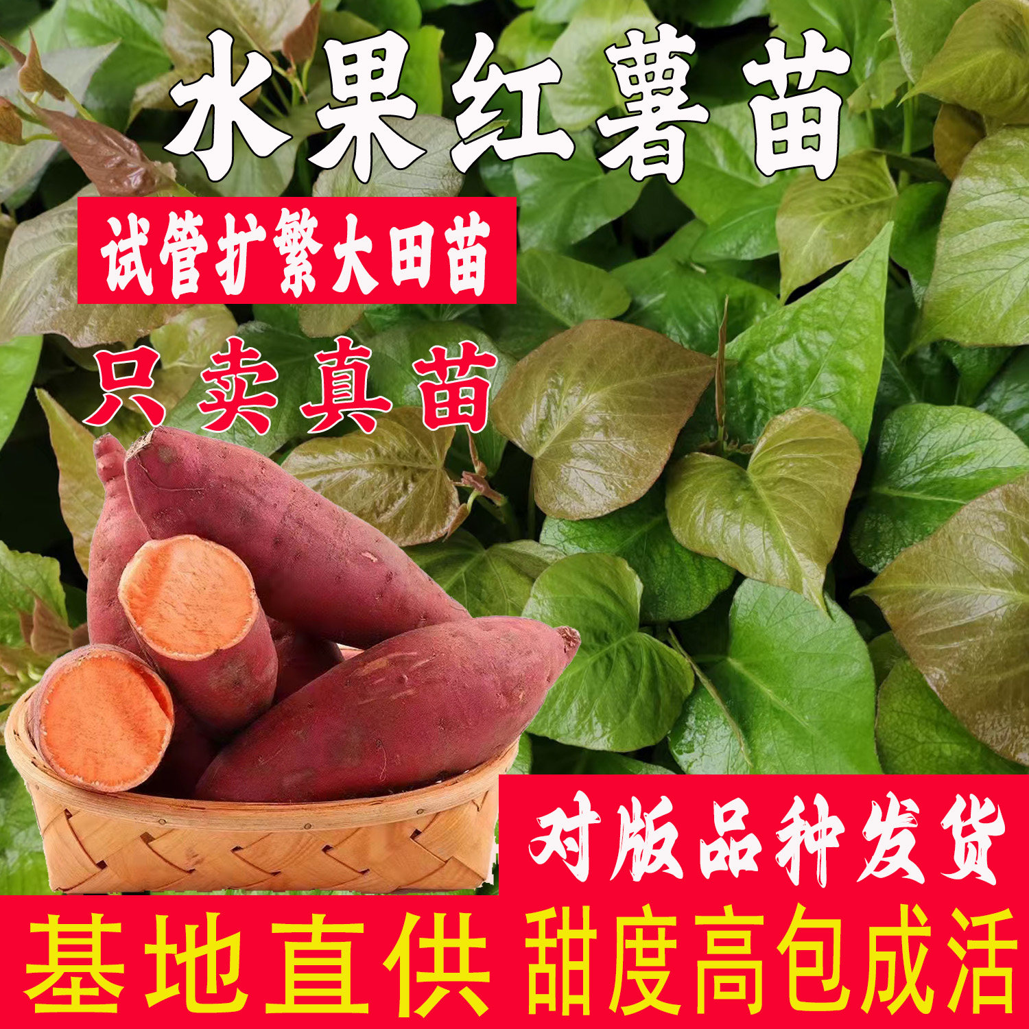 水果红薯苗高产番薯苗脱毒地瓜秧苗豫苏303薯苗红心山芋苗包邮
