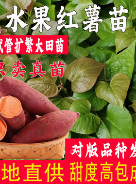 水果红薯苗豫苏303地瓜秧苗