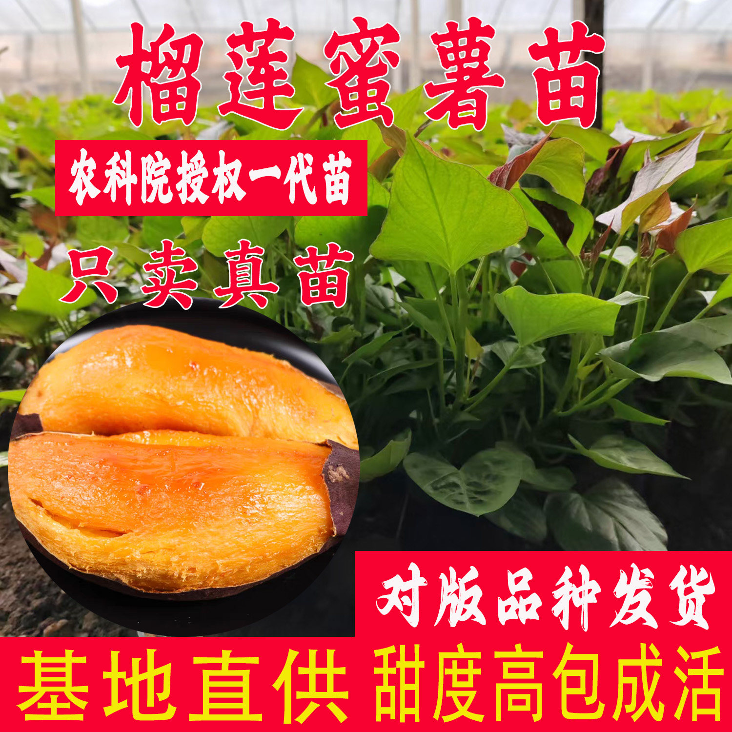 榴莲蜜薯苗脱毒红薯苗红瑶番薯苗町甜西路库丝滑地瓜苗玛莎莉哈密