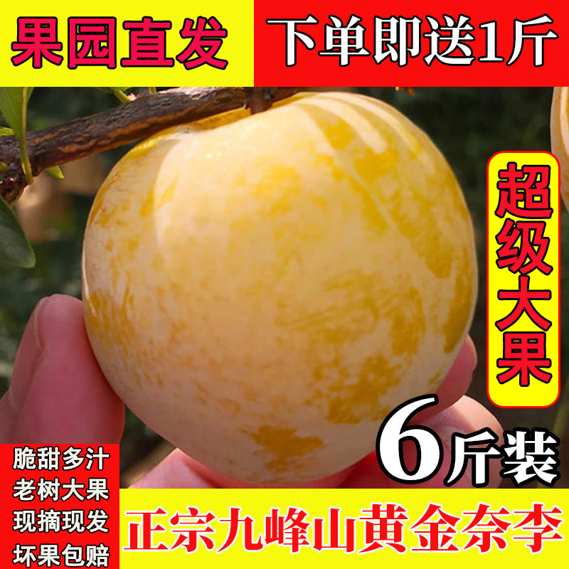 京东顺丰正宗乐昌九峰山黄金奈李子新鲜水果现摘冰糖蜂蜜李恐龙蛋