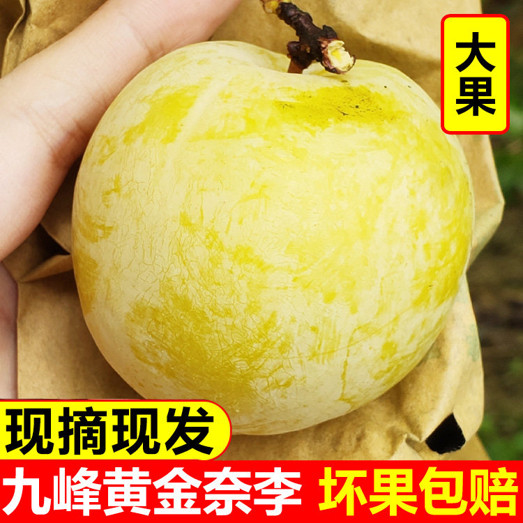 九峰山黄金奈李子恐龙蛋新鲜水果