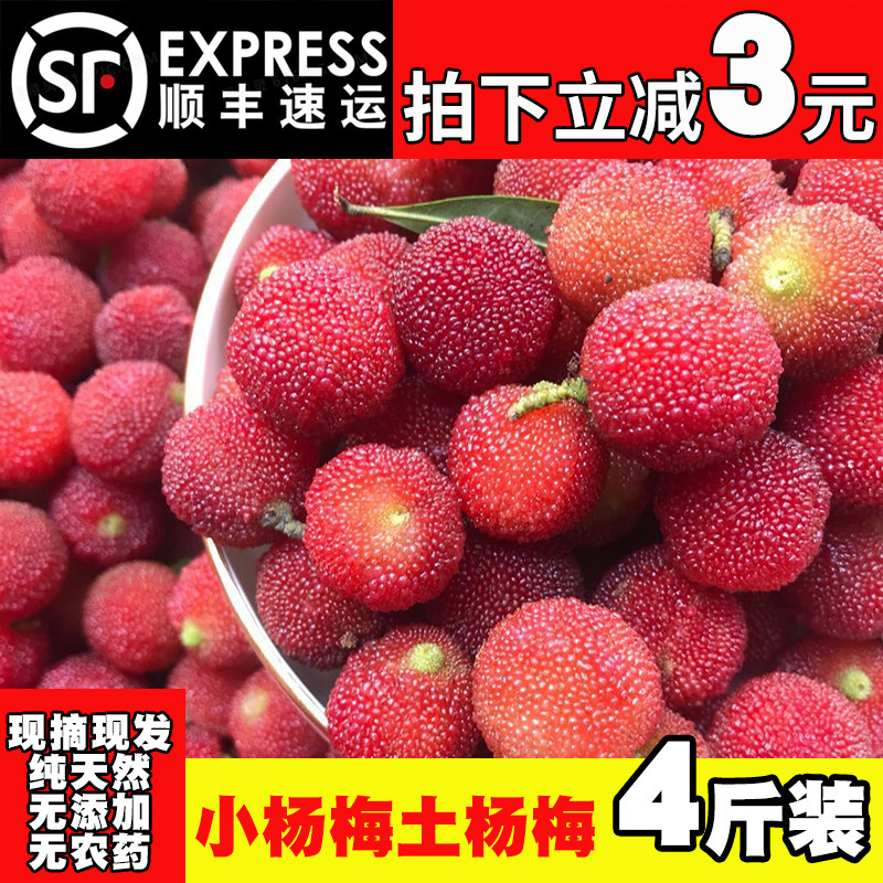 顺丰包邮野生全红杨梅新鲜水果现摘小杨梅酸甜可泡酒孕妇果土杨梅