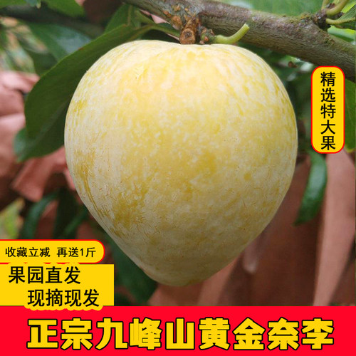 九峰山黄金奈李子新鲜应季水果